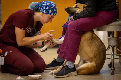 Veterinary students are in high demand despite huge school debt and alarming suicide rates