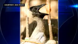 Several unique bird eggs hatch at Zoo Miami ahead of Mother’s Day weekend