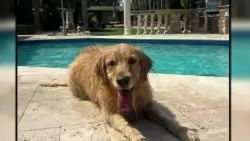 New app lets South Florida locals rent out their backyards as private dog parks