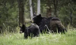 Conservation group pushes back on black bear hunt proposed by FWC