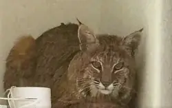 ‘Here, little kitty!’ Bobcat surprises Jeffco woman in her living room