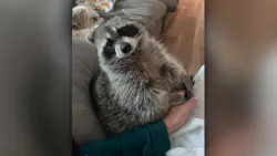 Louie the Raccoon, social media star, passes away, days before his 4th birthday
