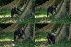 Chimpanzees drum with regular rhythm when they beat on tree trunks, a form of ancient communication